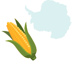 Illustration of a corn cob on a light blue background