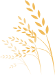 Oat grains on stems